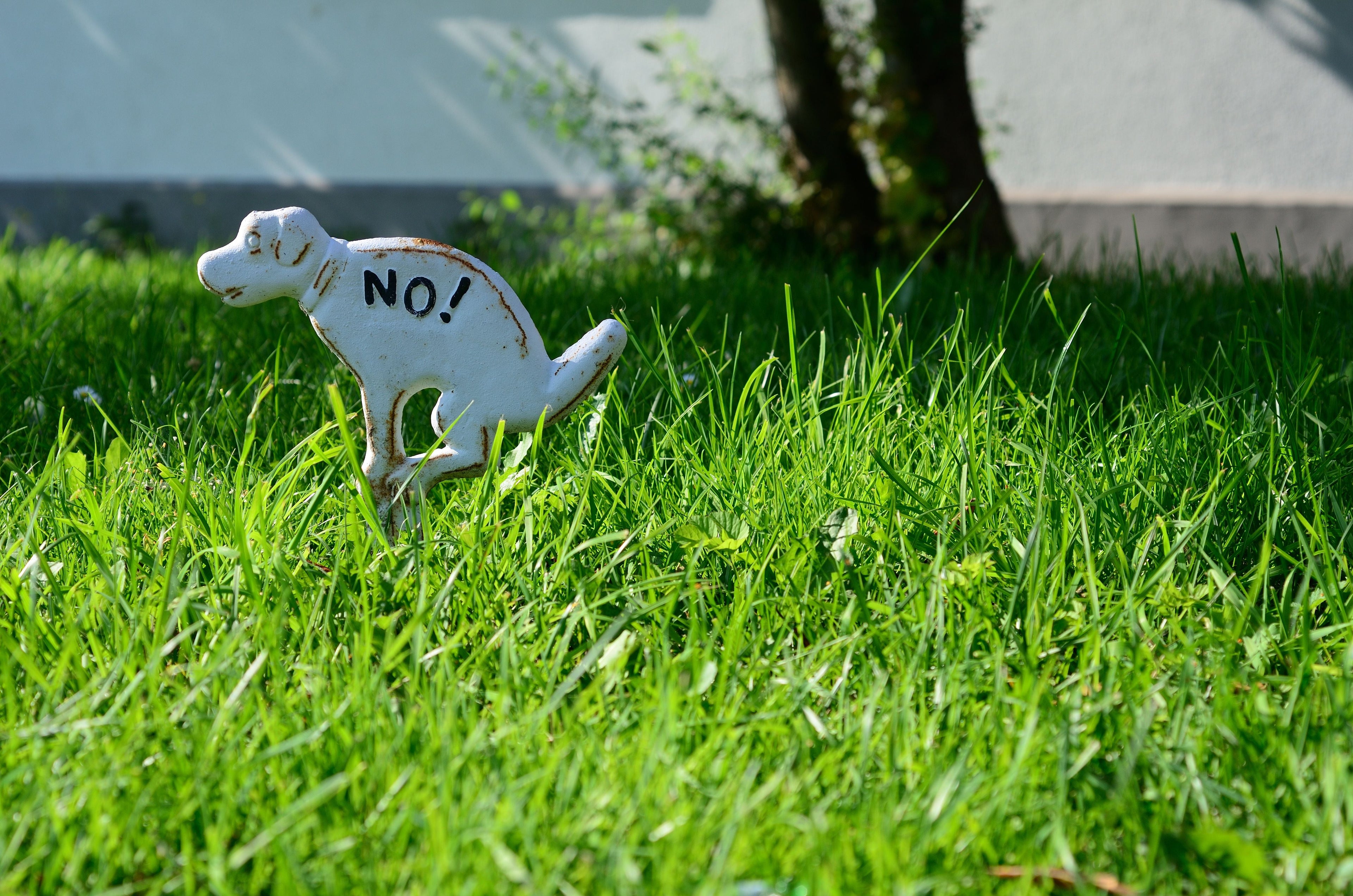 Yard clean-up